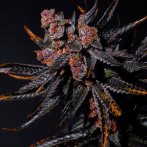 Charizard Blueberry x Gelato 41