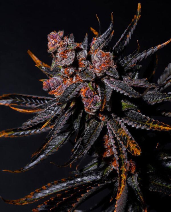 Charizard Blueberry x Gelato 41