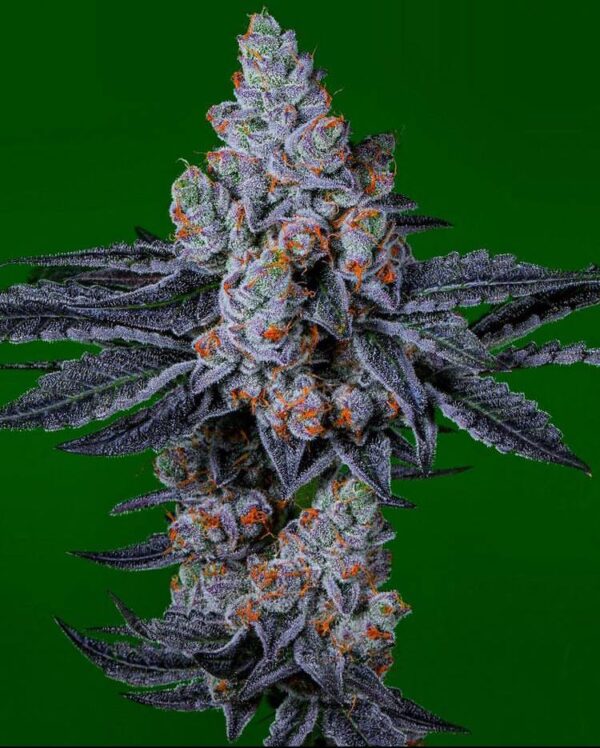 Gary Payton