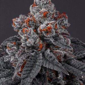 Tropicana Cherry Feminized Cannabis Seeds