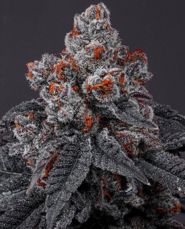 Tropicana Cherry Feminized Cannabis Seeds