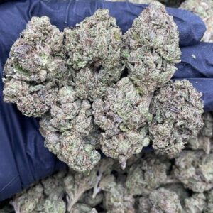 Blue Guava Gelato