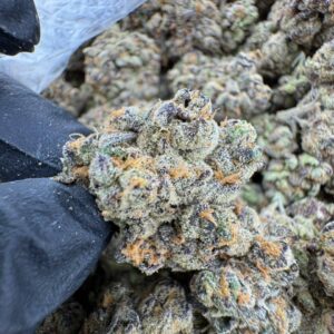 Purple Urkle