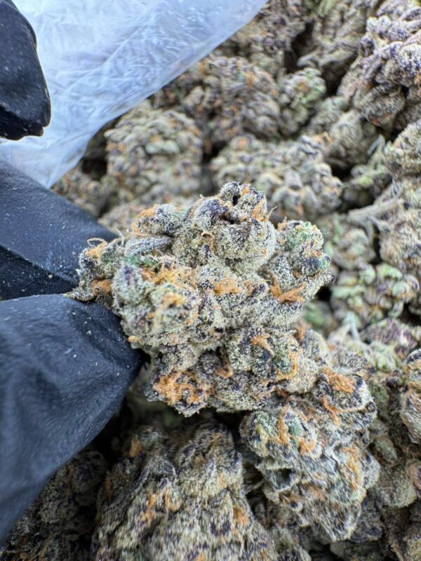 Alaskan Thunderfuck