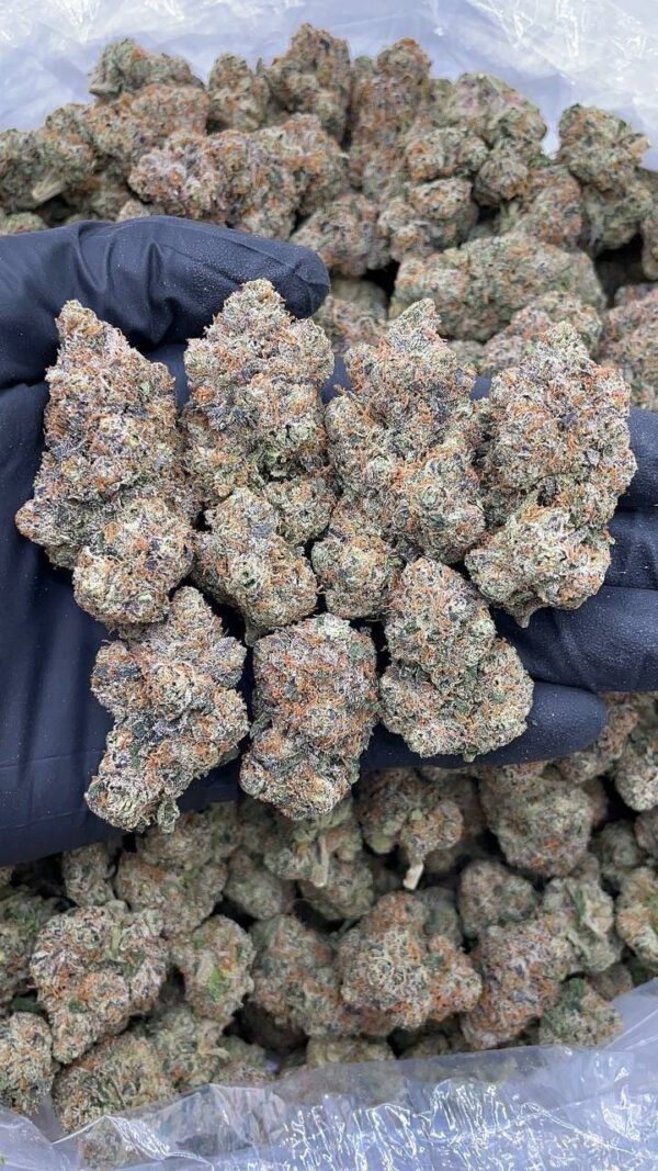 White Guava Gelato
