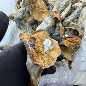 Kings  Psychedelic mushrooms