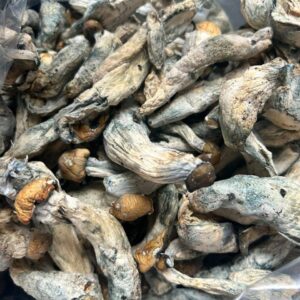 Penis Envy Shrooms’s