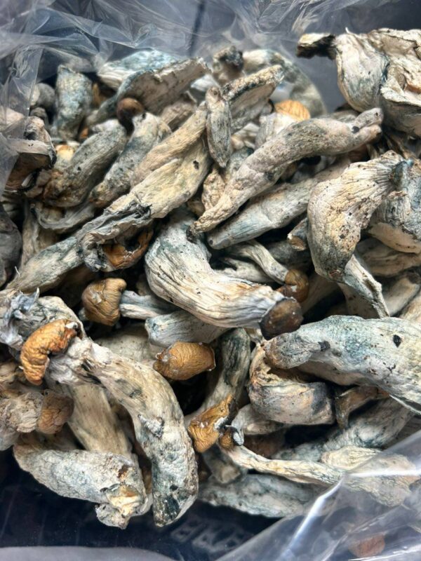 Penis Envy Shrooms’s