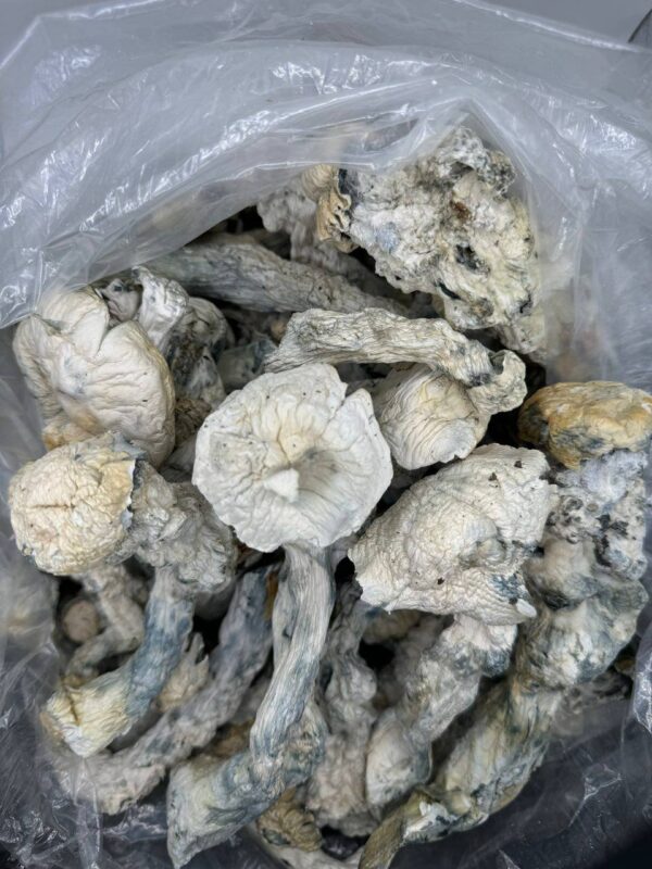 NUT-CRACKERS