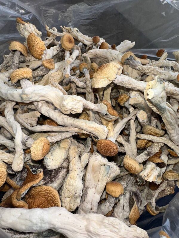 Golden Teachers & Blue Meanies