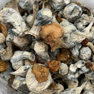 Exotic mushrooms