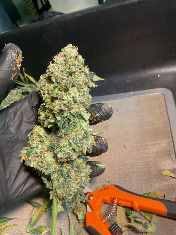 Granddady purple